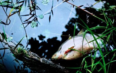 Konstituierende Sitzung der BfR Kommission Risikoforschung und Risikowahrnehmung